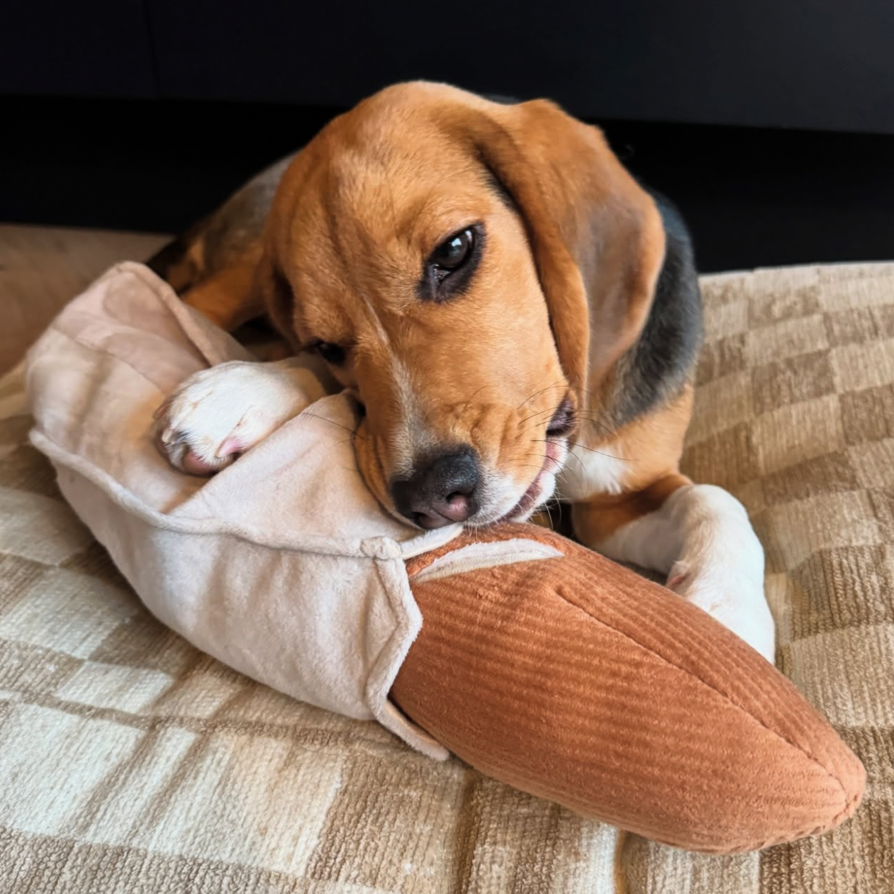 A playful Beagle puppy playfully nibbles on a soft, plush baguette toy. 
