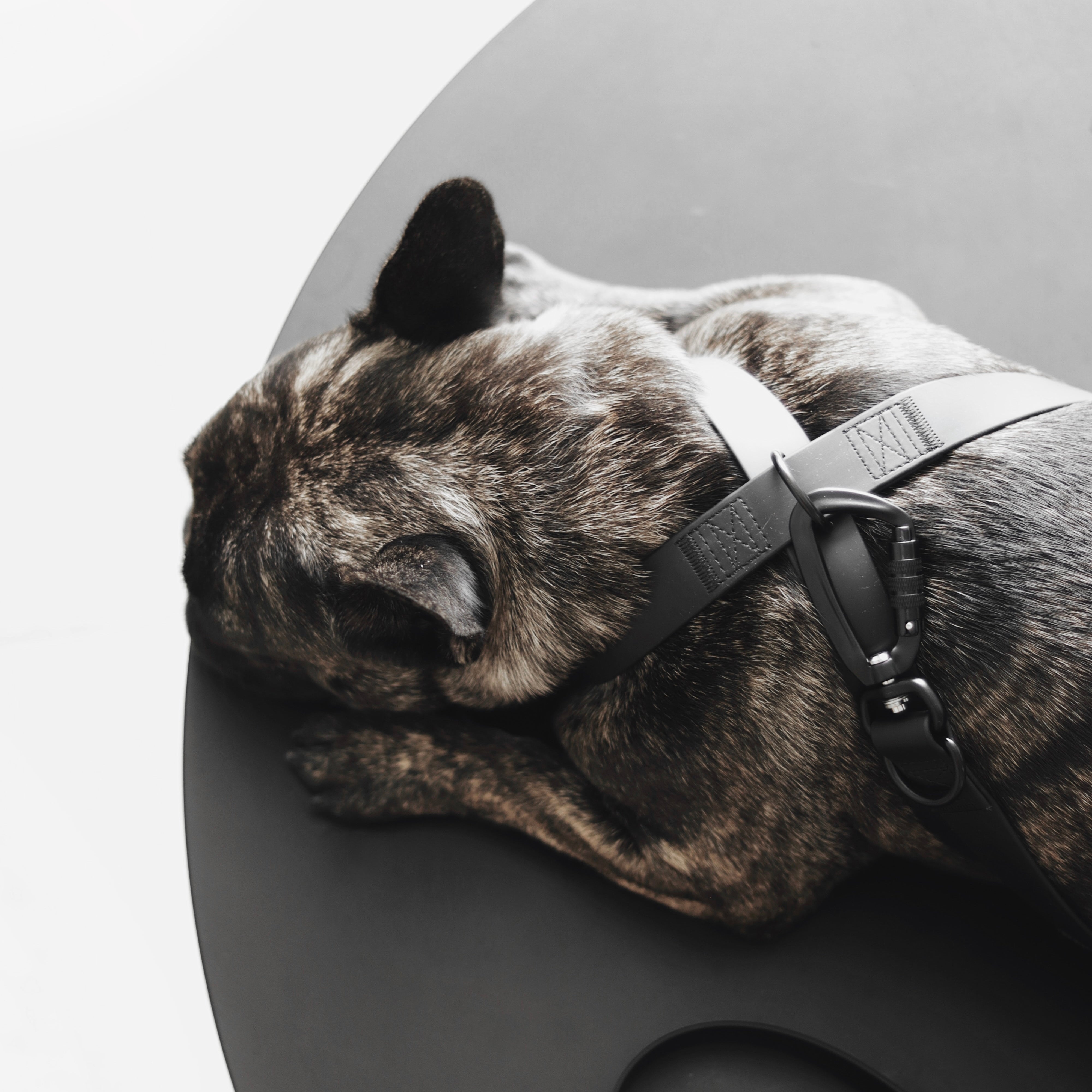 Brindle French Bulldog rests its head on a sleek, black surface, showcasing its stylish black harness with a secure buckle. 
