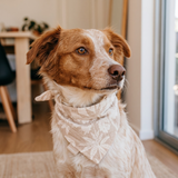 Hazel Dog Bandana