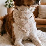 Hazel Dog Bandana