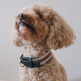 MANOR COLLAR