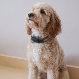 MANOR COLLAR