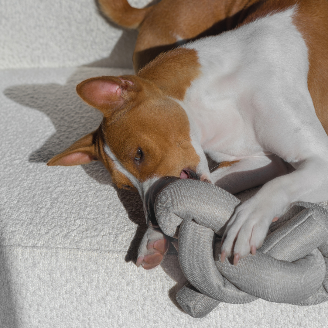 NOU® - Enrichment and Interactive Dog Toy | crinkly NOU® - Enrichment and Interactive Dog Toy | crinkly