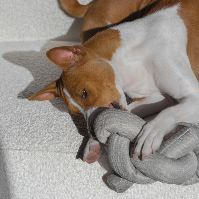 NOU™ - Enrichment and Interactive Dog Toy