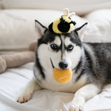 BEE POP - Enrichment and Interactive Dog Toy | Puzzle Dog Toy