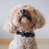 NOIR COLLAR