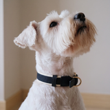 NOIR COLLAR