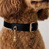 Teddy Collar Charm