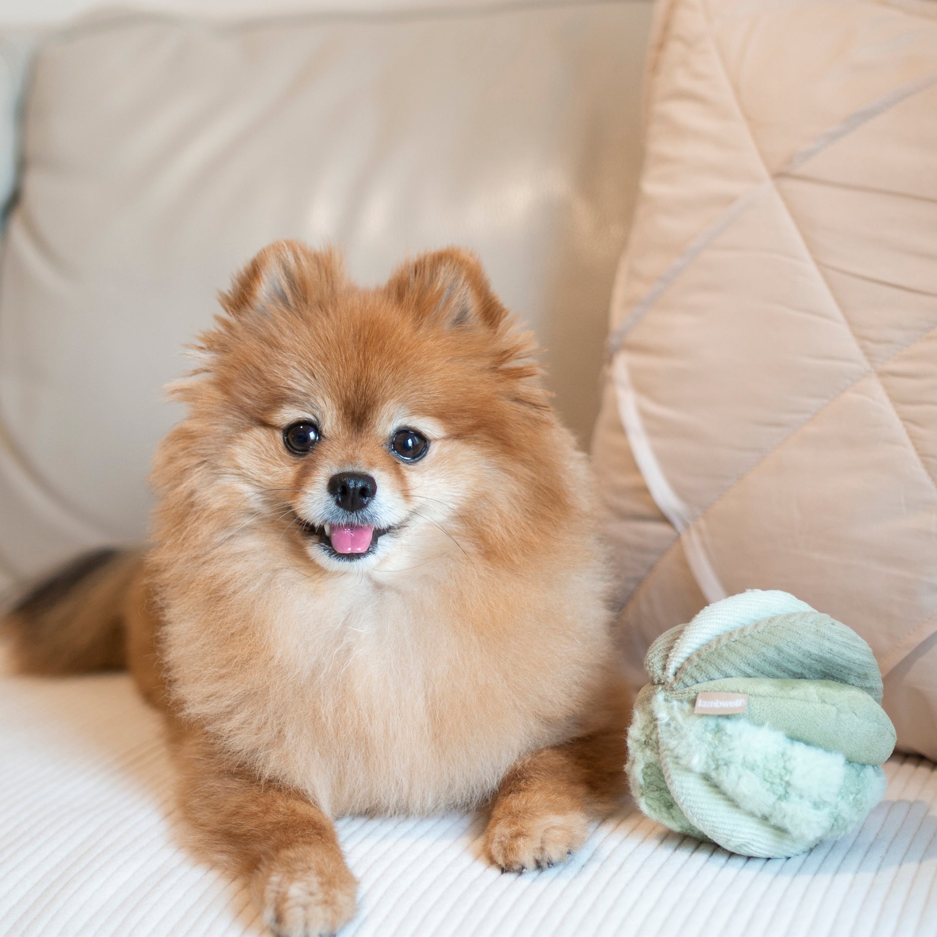 TOTO - Lambwolf Collective