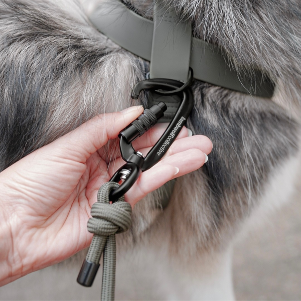 Wolf dog deals leash