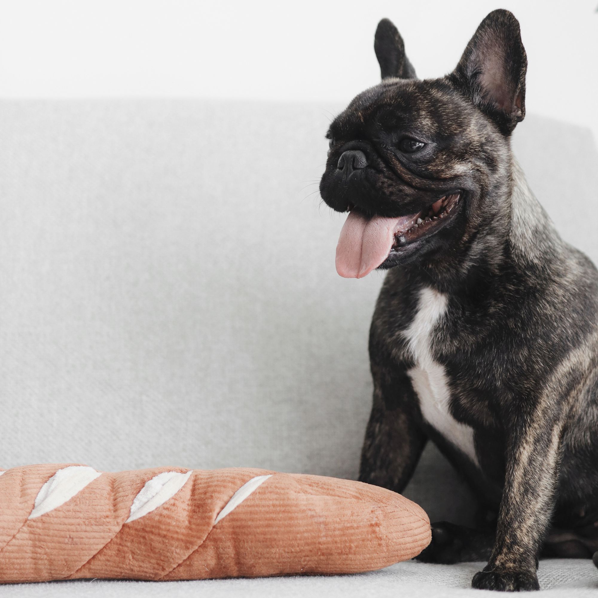 Brindle French Bulldog pants with tongue out, perched on a grey couch beside a plush baguette toy. 
