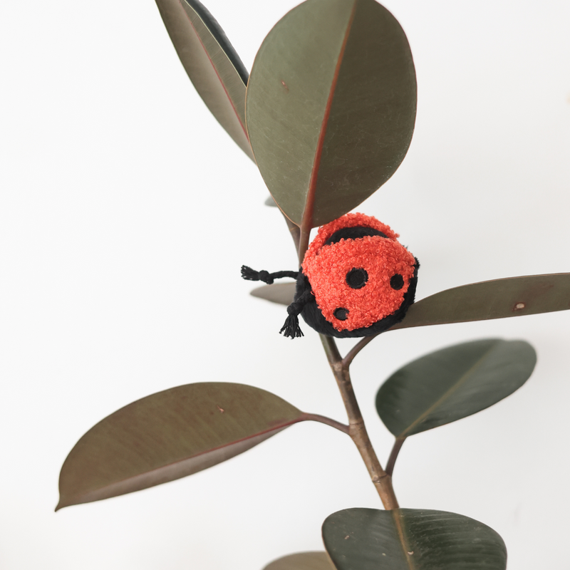 POP COCCINELLE