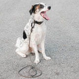 ZION rope leash dog leash skinny dog leash handsfree dog leash 