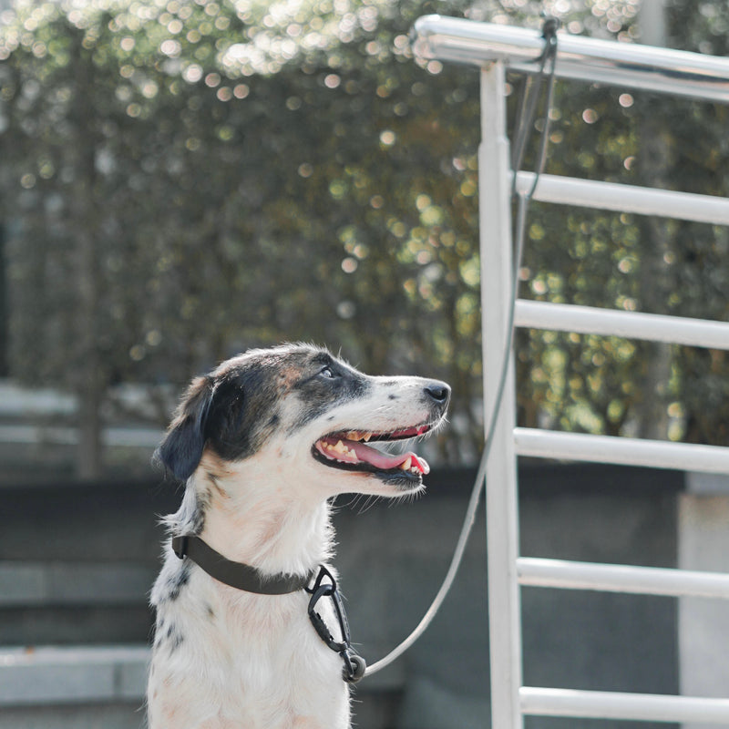ZION rope leash dog leash skinny dog leash handsfree dog leash 