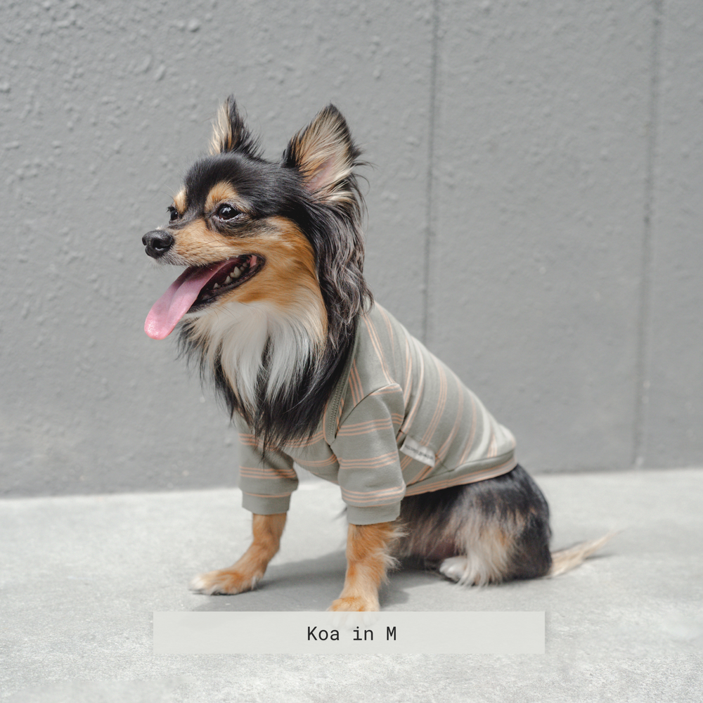 CHELSEA - Dog Clothes | Dog Apparel | Dog T shirt