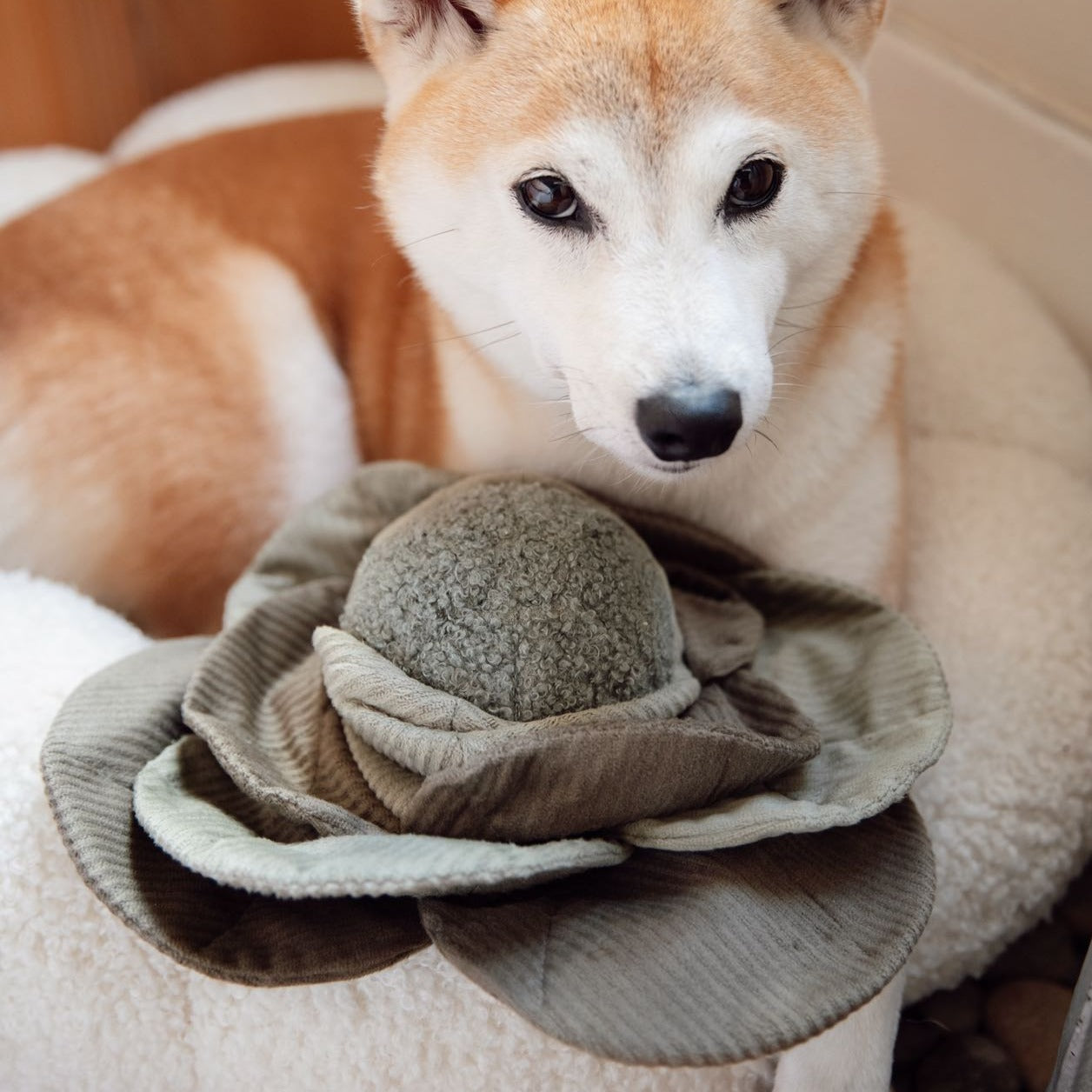 LARGE Cabbage POP - Lambwolf Collective