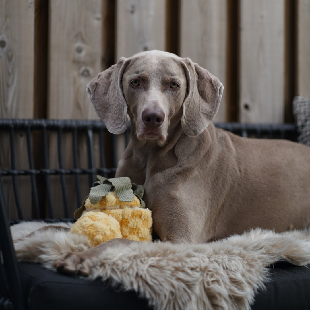 PINEAPPLE POP - Lambwolf Collective