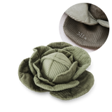 MY LARGE Cabbage POP