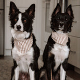 Mocha Stripe Dog Bandana
