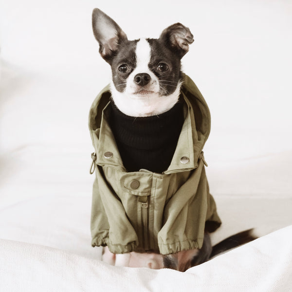 kaval カヴァル 25ss／Dog year blouson (linen) BROOKLYN - Dog Raincoat | Dog Apparel – Lambwolf Collective
