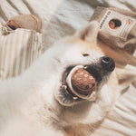 EXPRESSO POP - Lambwolf Collective