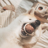 EXPRESSO POP - Lambwolf Collective