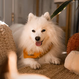 Pumpkin Spice Dog Bandana