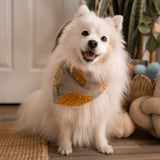 Pumpkin Spice Dog Bandana