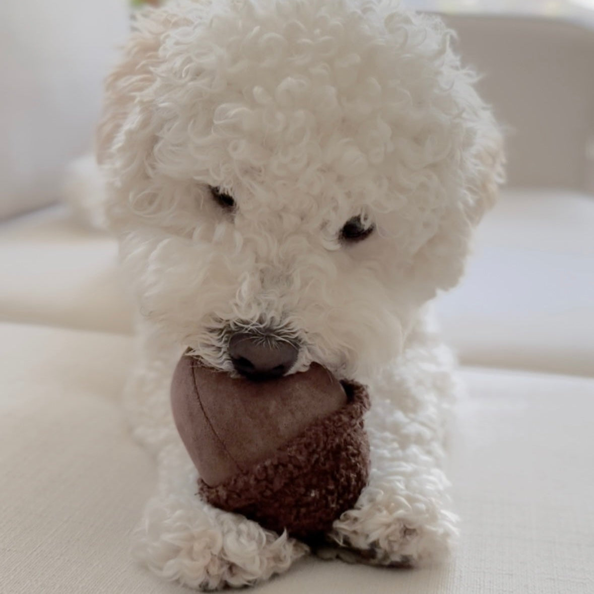 ACORN - Lambwolf Collective