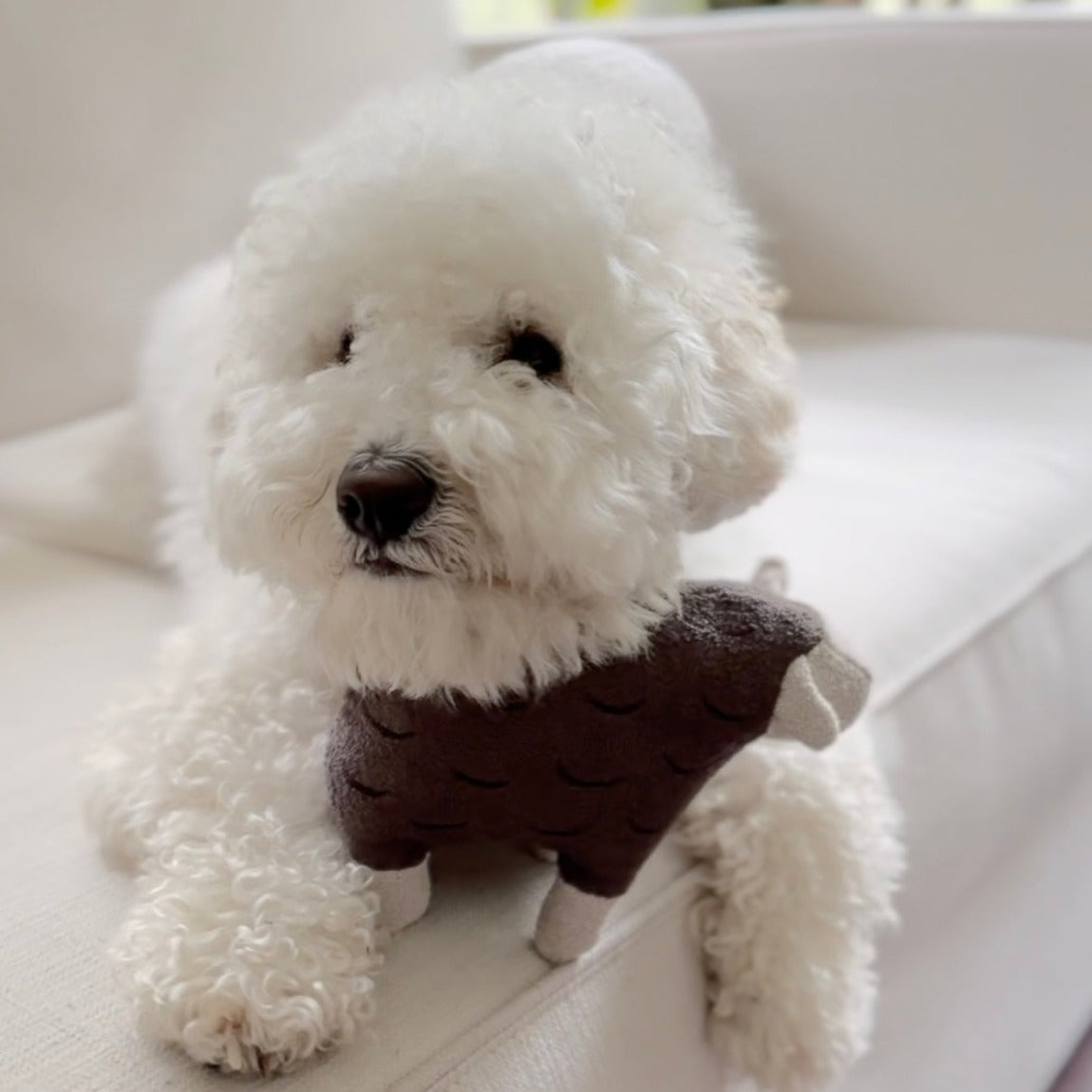 BARRY - Lambwolf Collective