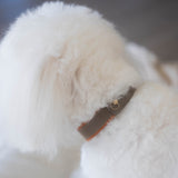 SABLE COLLAR