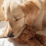 Initial Teddy