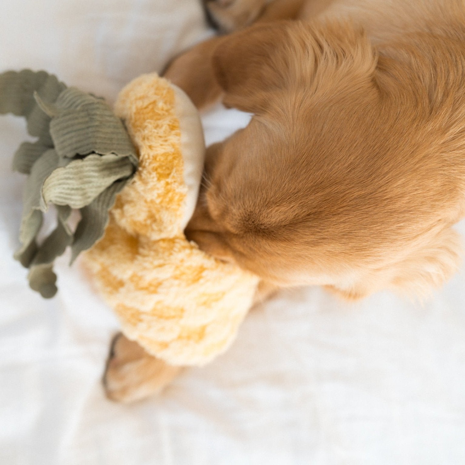 PINEAPPLE POP - Lambwolf Collective