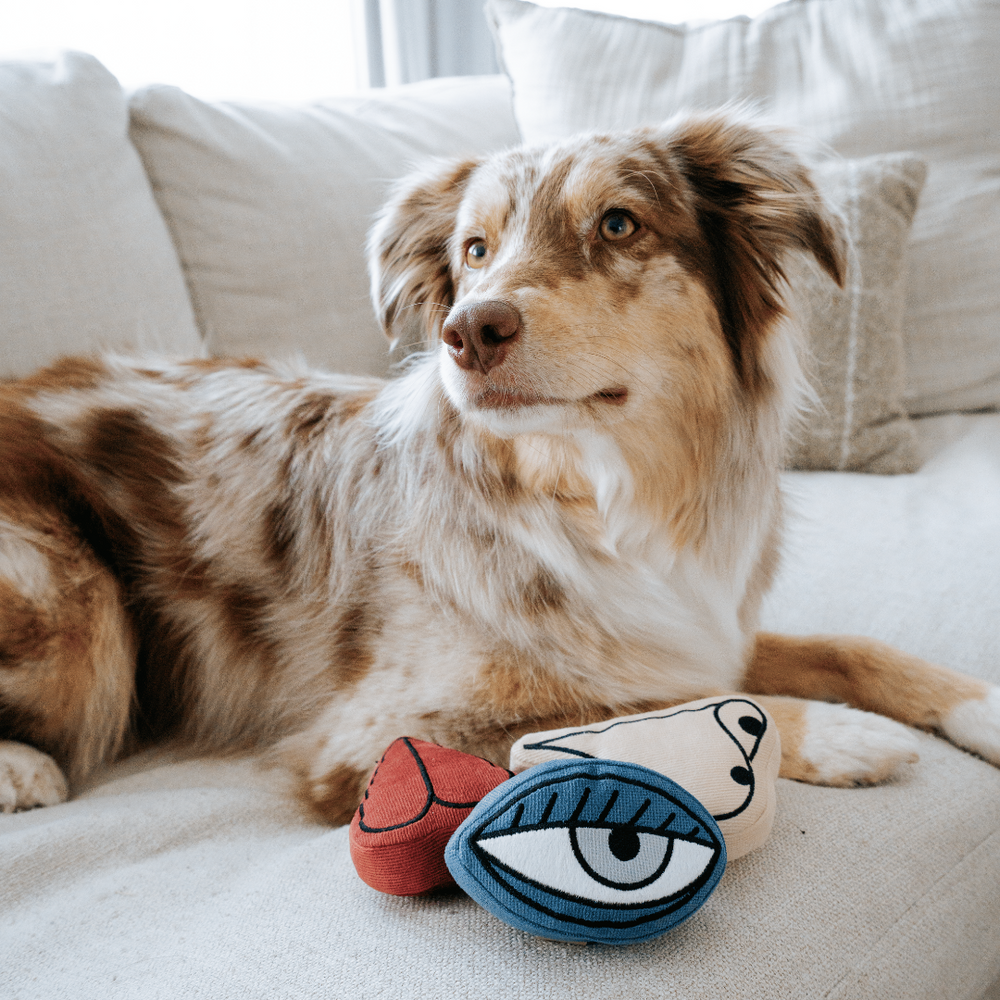 What is the Best Puzzle Toy for Australian Shepherds: Top Picks Revealed
