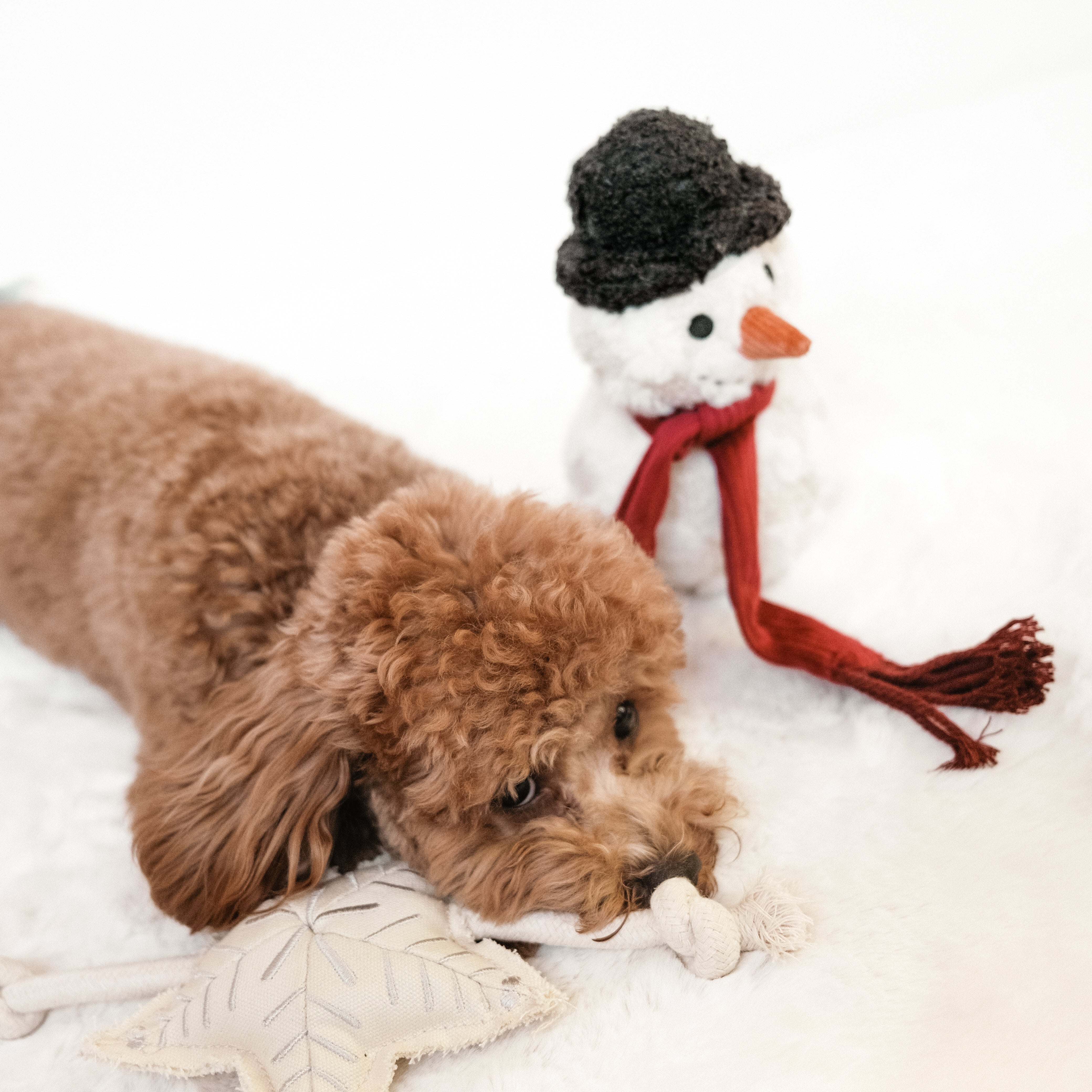 HOLIDAY STAR - Lambwolf Collective