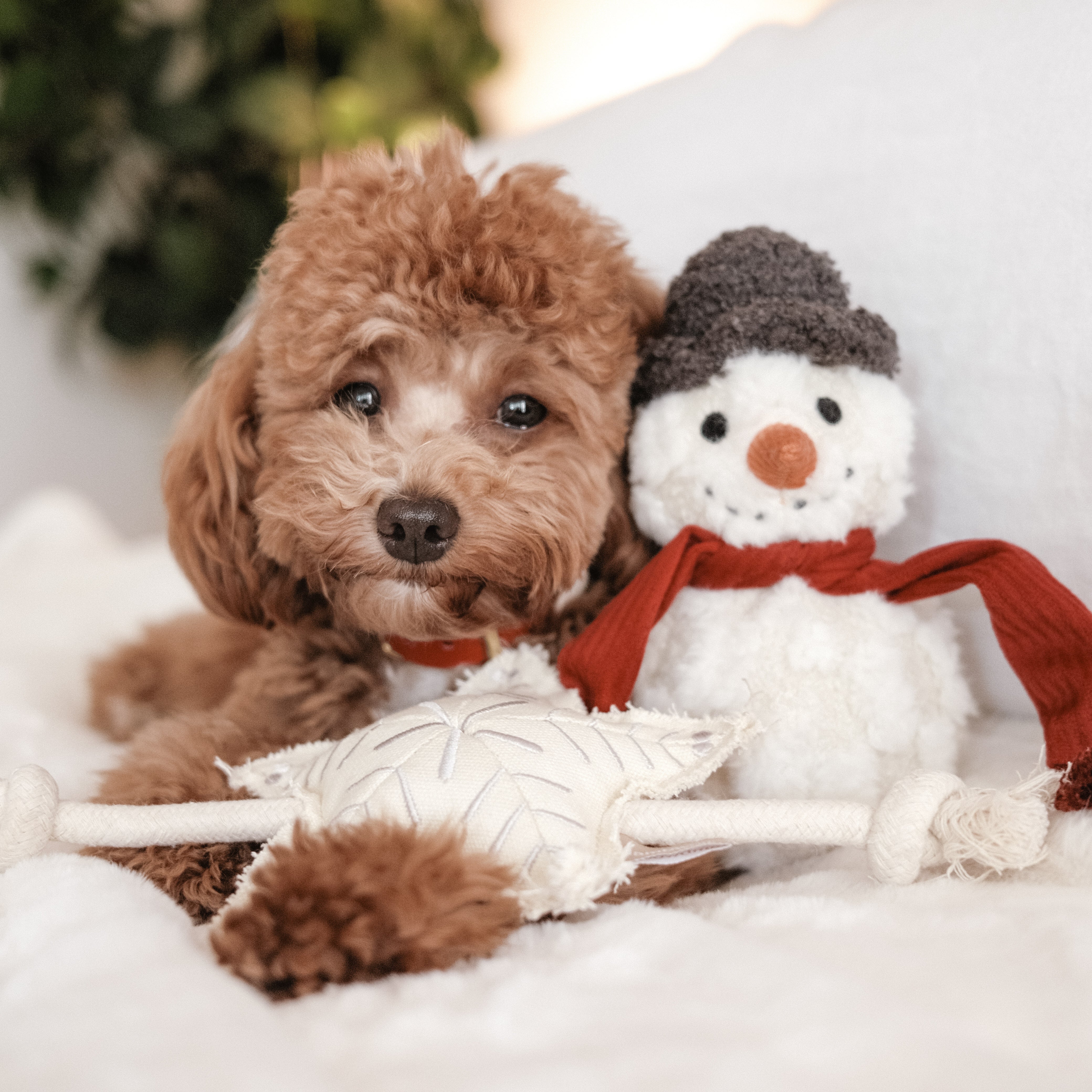 SNOWMAN - Lambwolf Collective