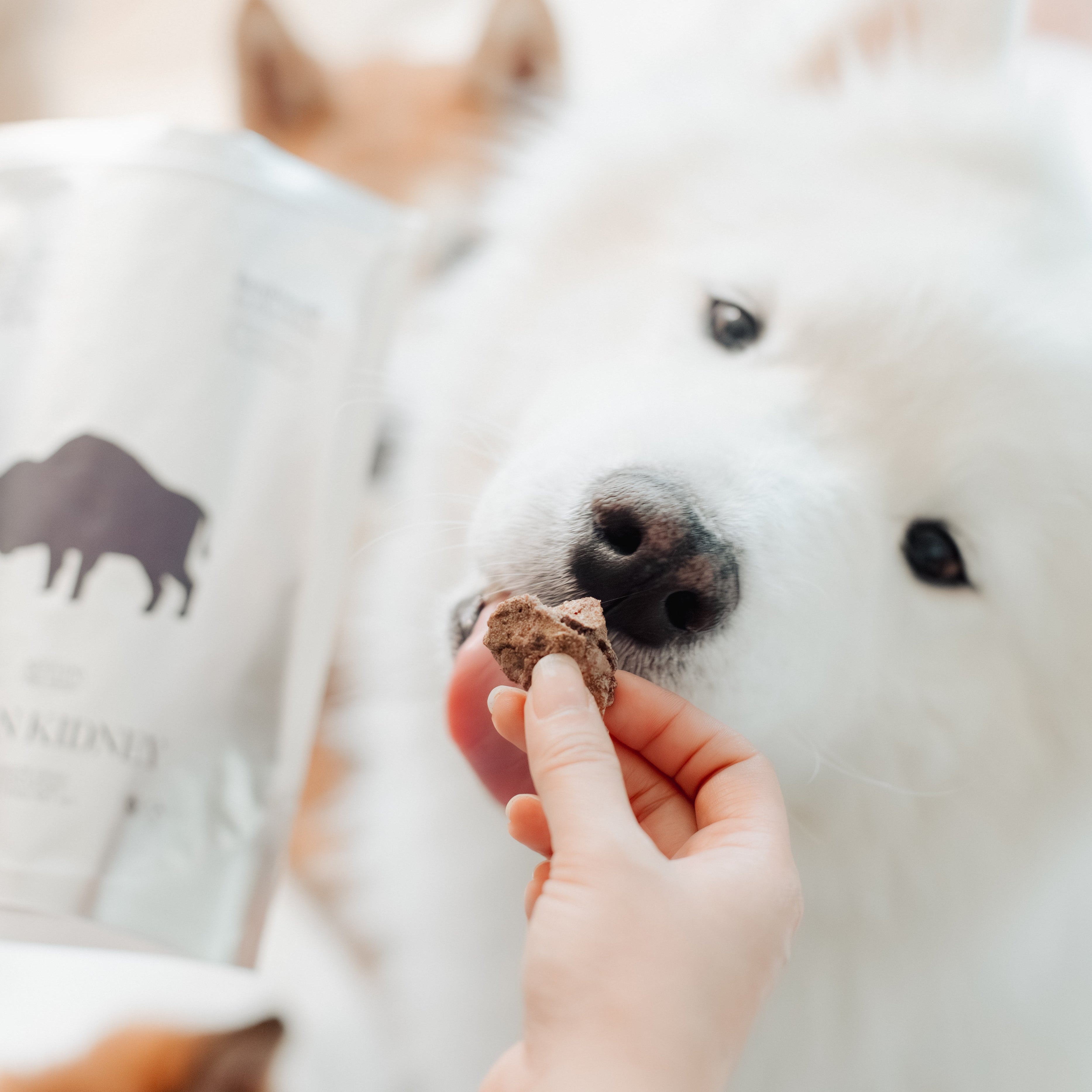 Bison Kidney - Lambwolf Collective