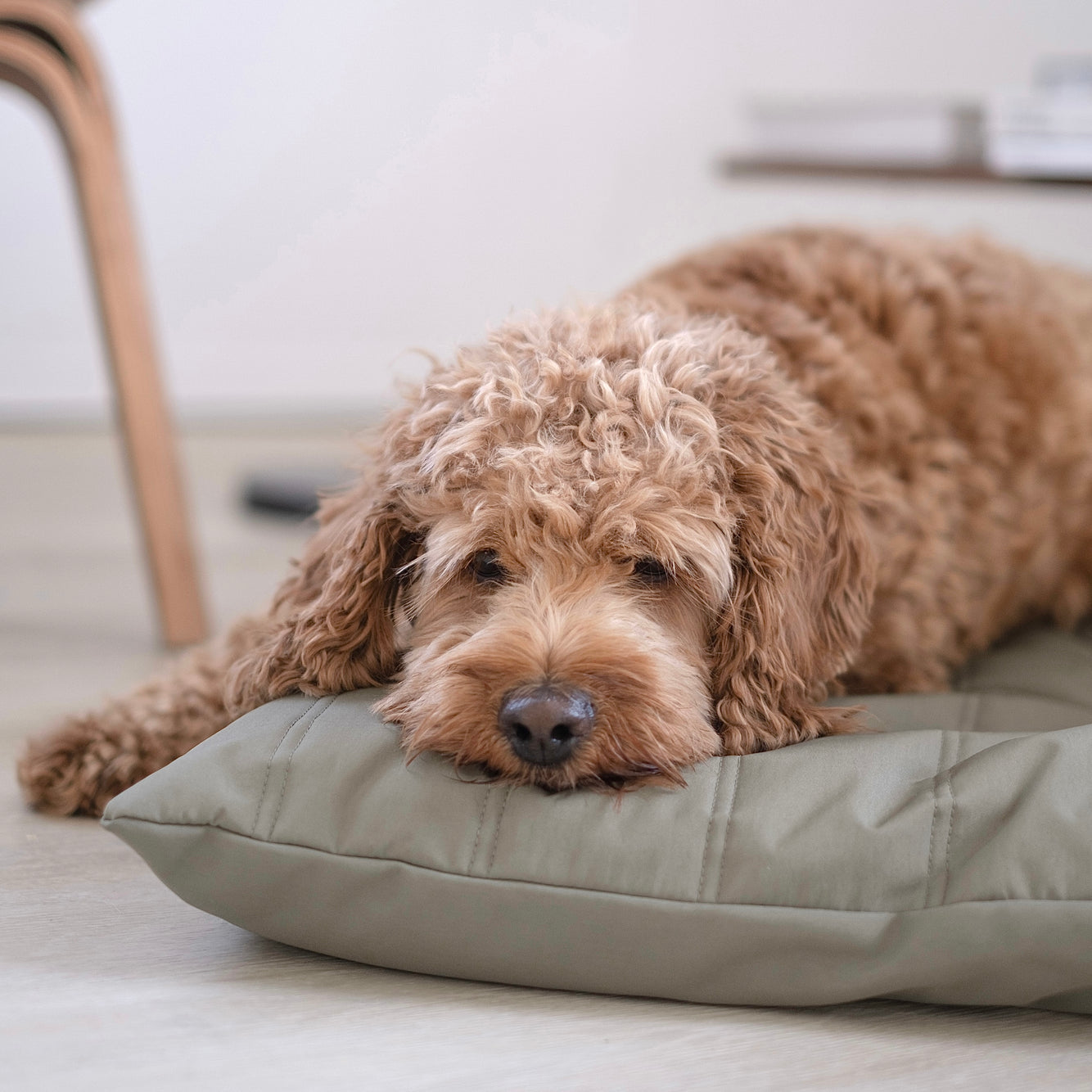 Maatin Dog bed waterproof low rise dog bed cover convertible dog bed