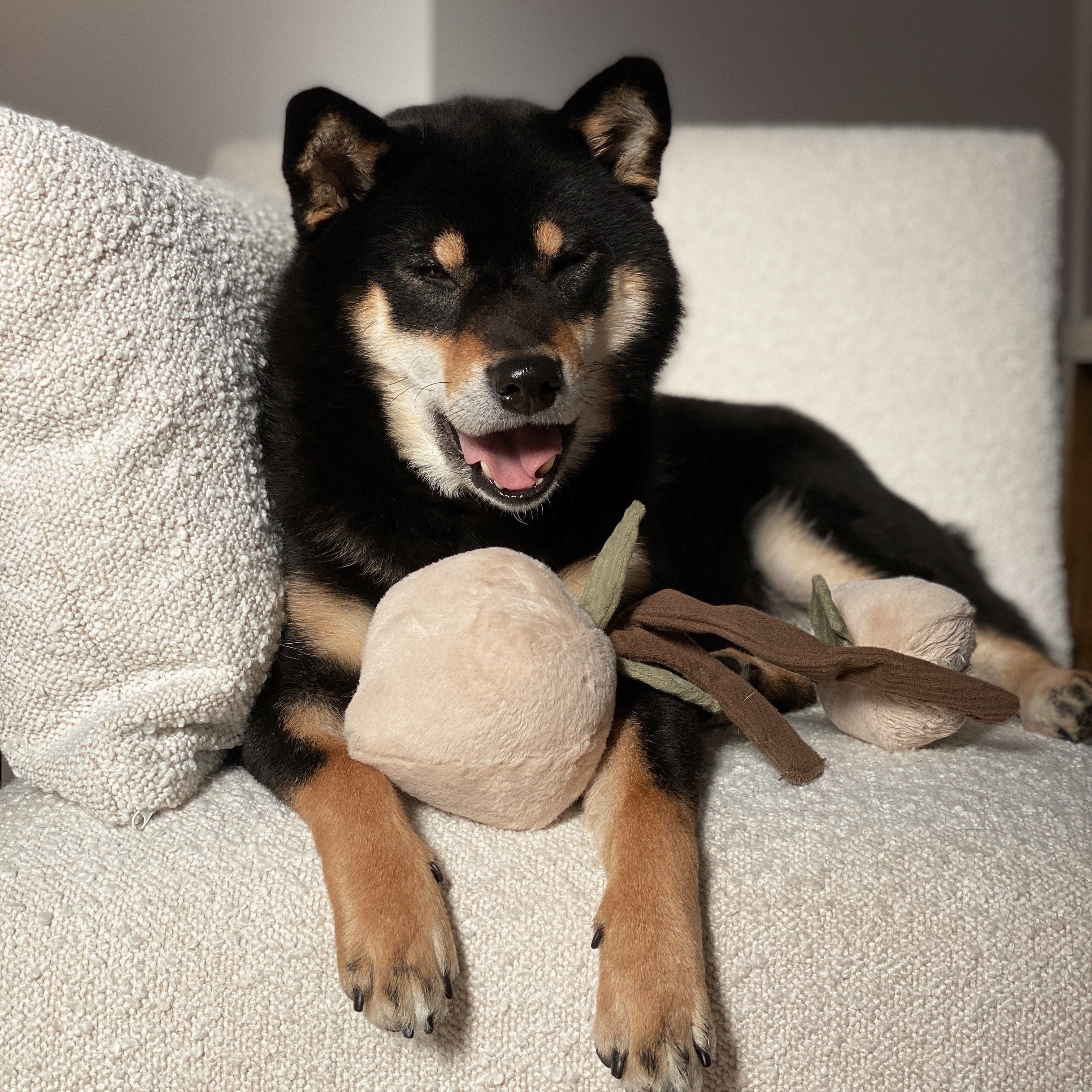 MOMO - Lambwolf Collective