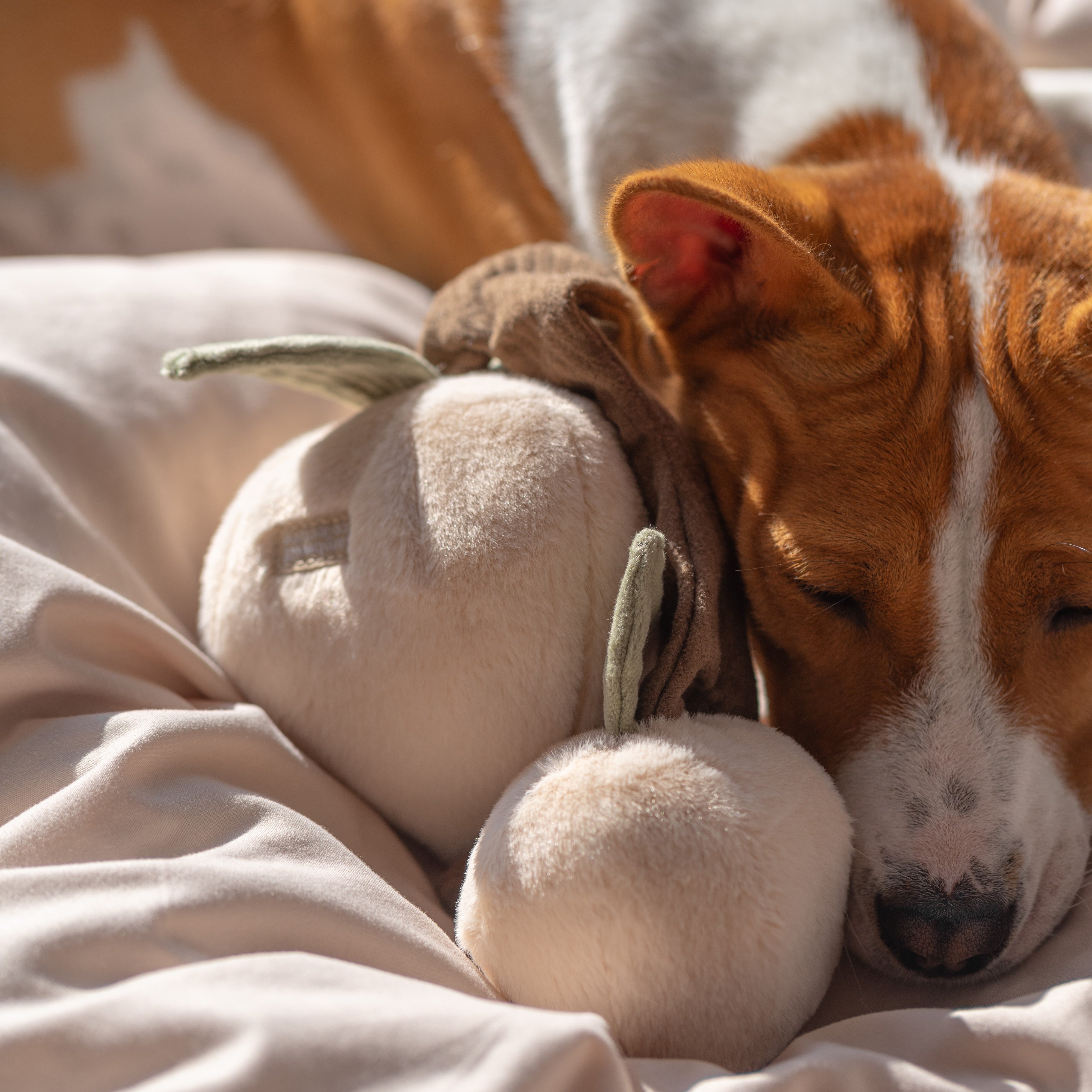 MOMO - Lambwolf Collective