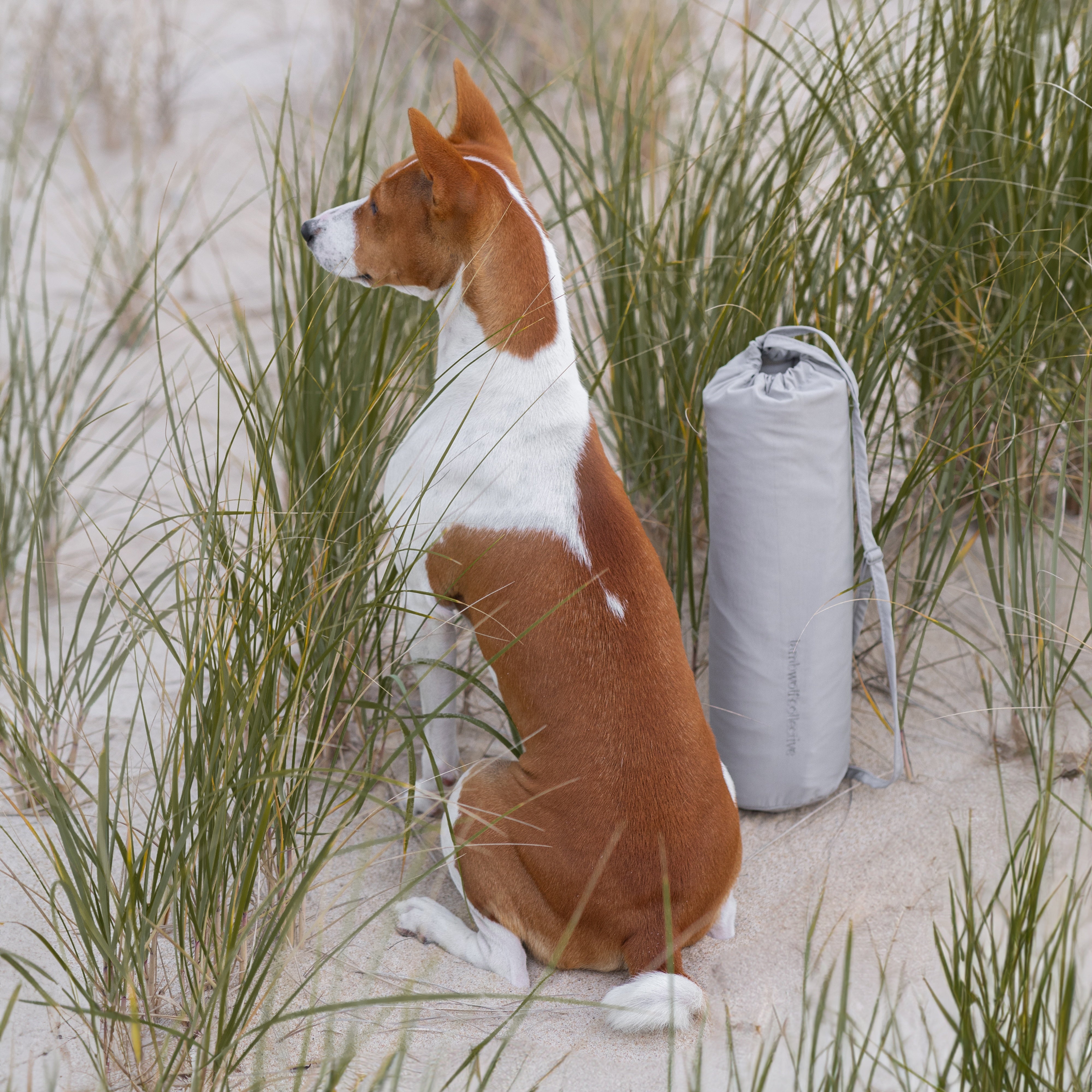 A brown and white Basenji dog sits on a sandy beach with tall grass, gazing towards the ocean. A grey beach bag rests in the sand beside the dog. 
