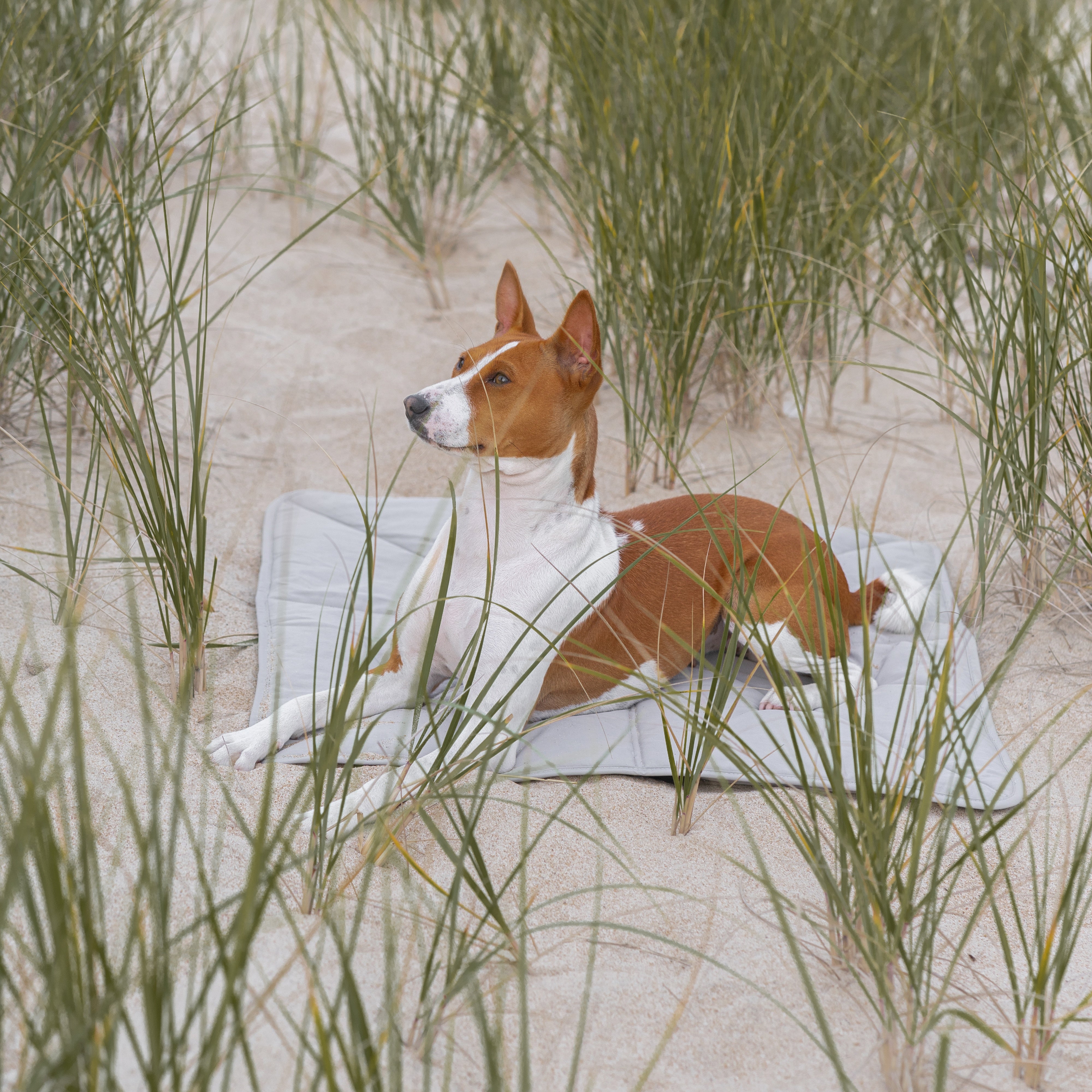 Red and white Basenji dog relaxes on a gray mat on a sandy beach with tall green grass. 

