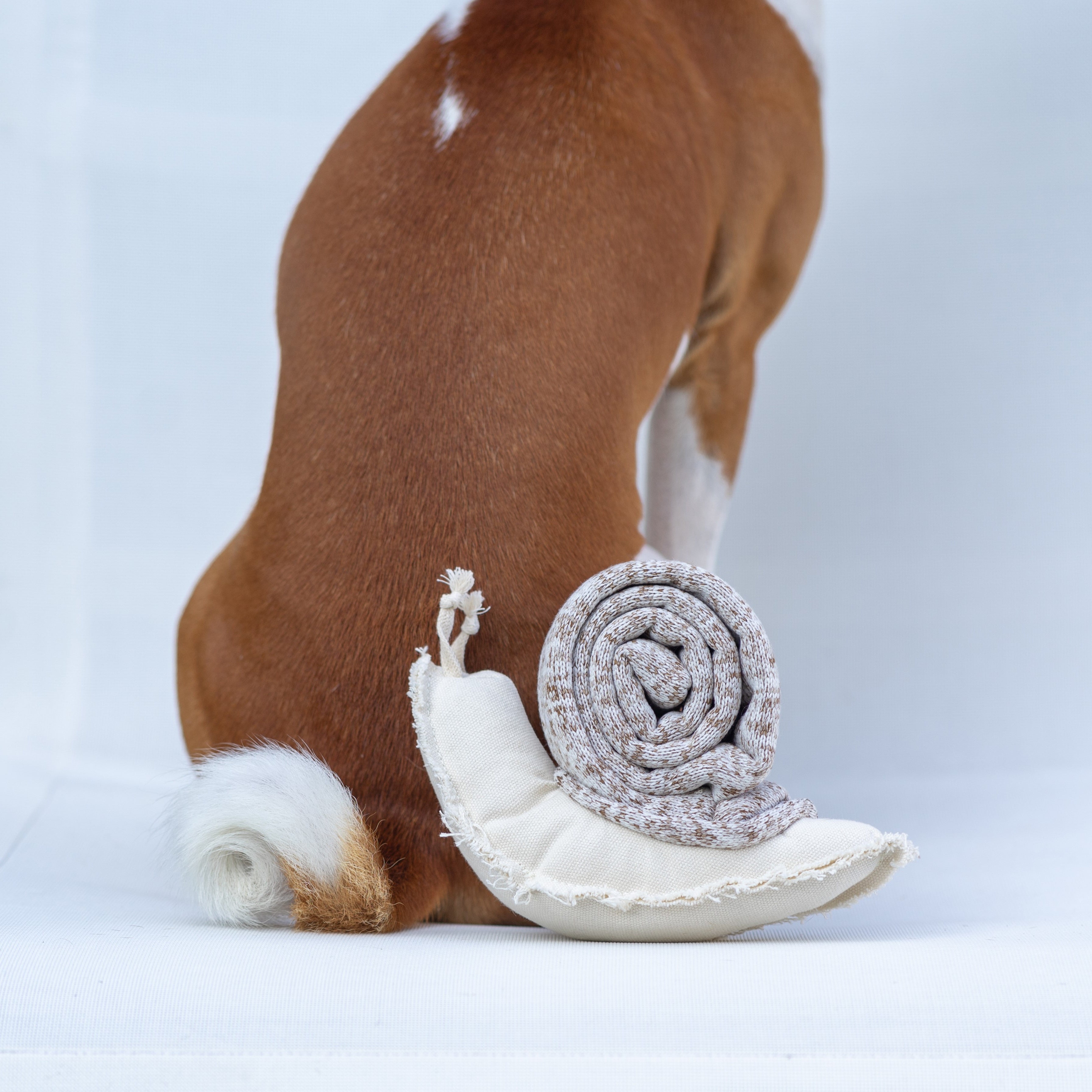 SCHNECKE