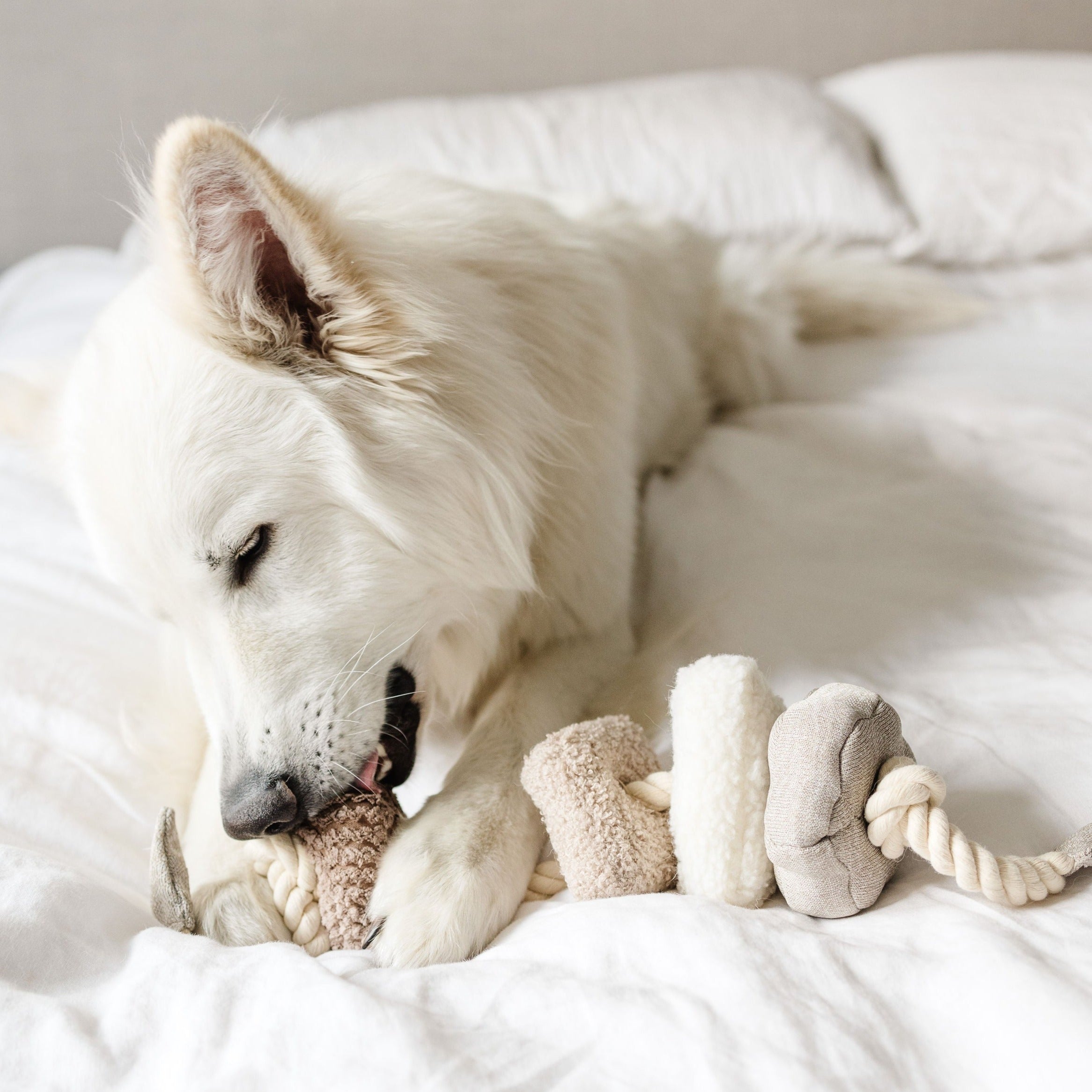 A fluffy white dog chews on a beige rope toy on a white bed. 
