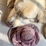 Cabbage POP - Lambwolf Collective