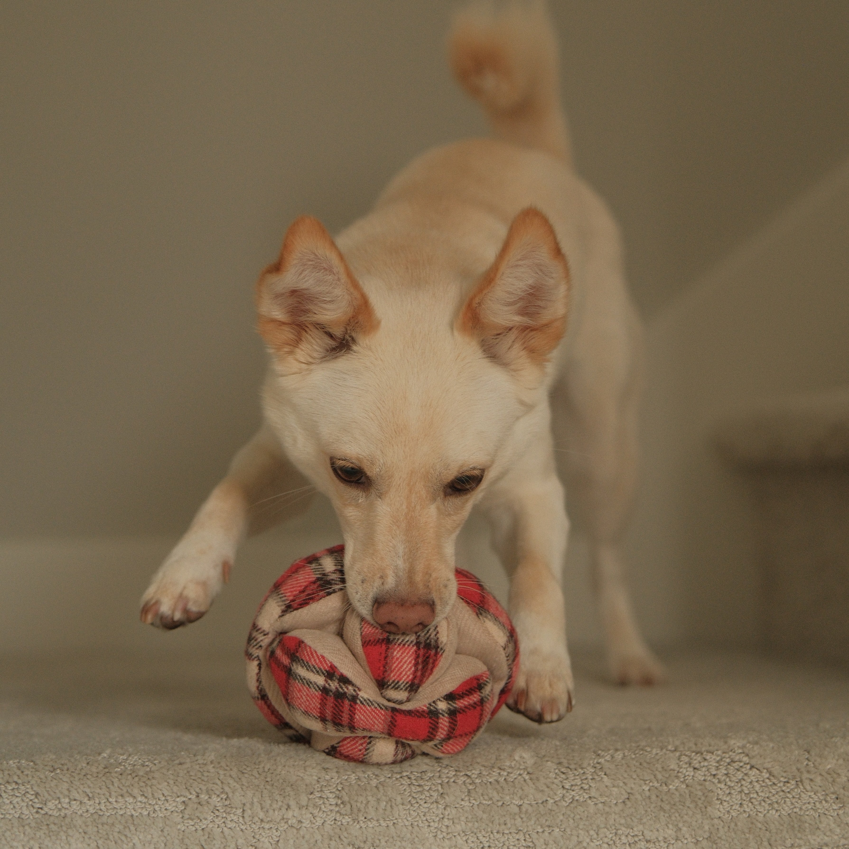 FLANNEL MONTI