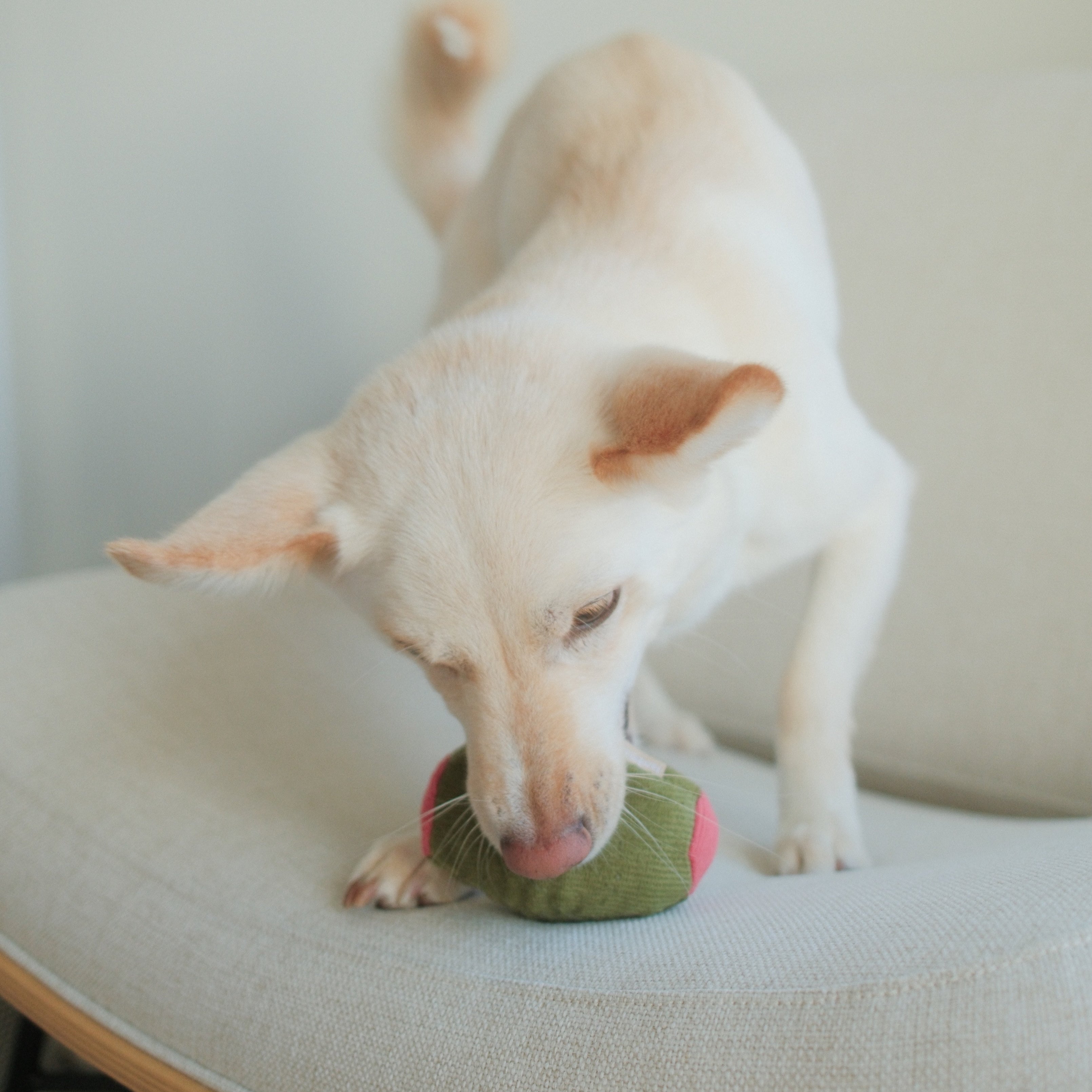 Olive + SALAMI - Lambwolf Collective