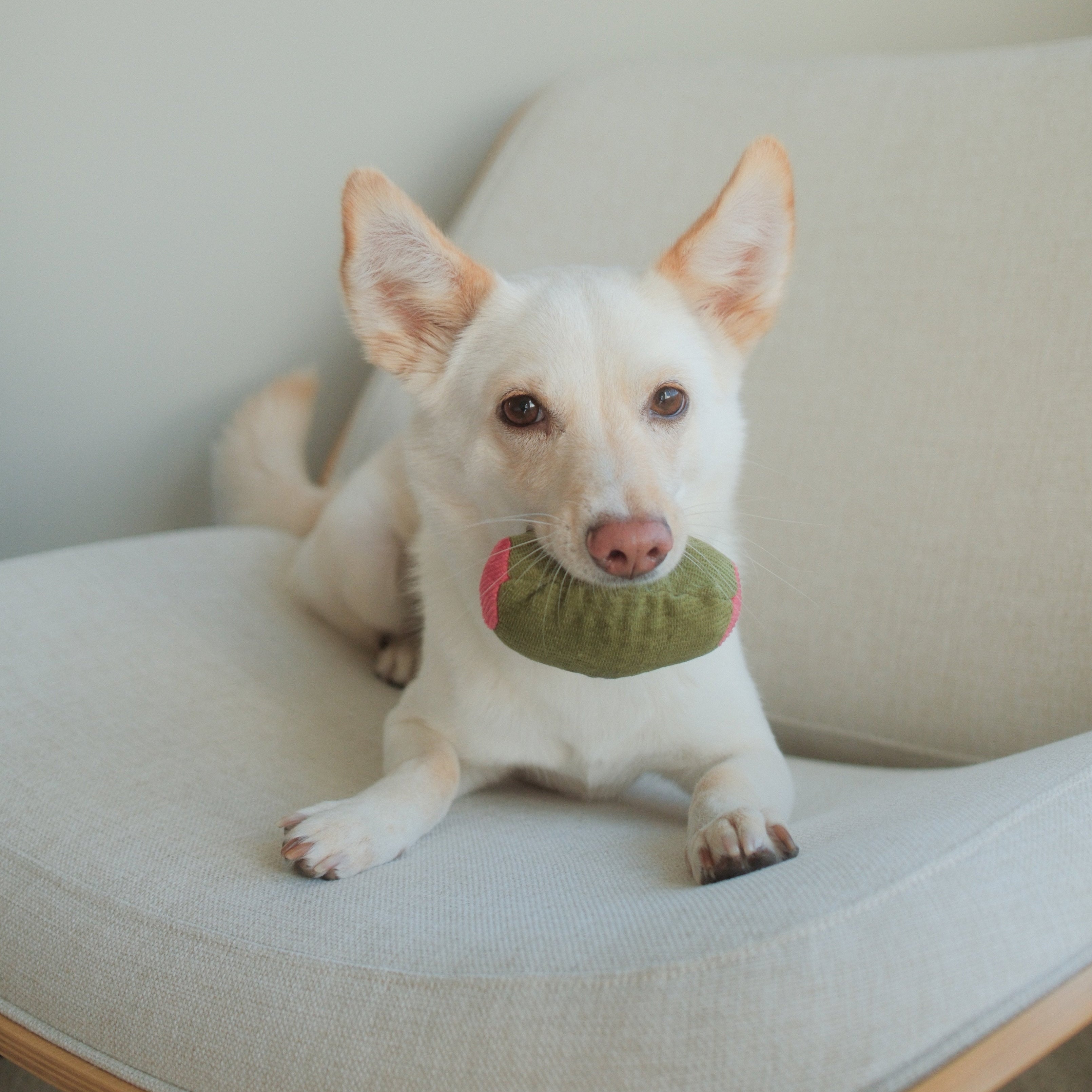 Olive + SALAMI - Lambwolf Collective