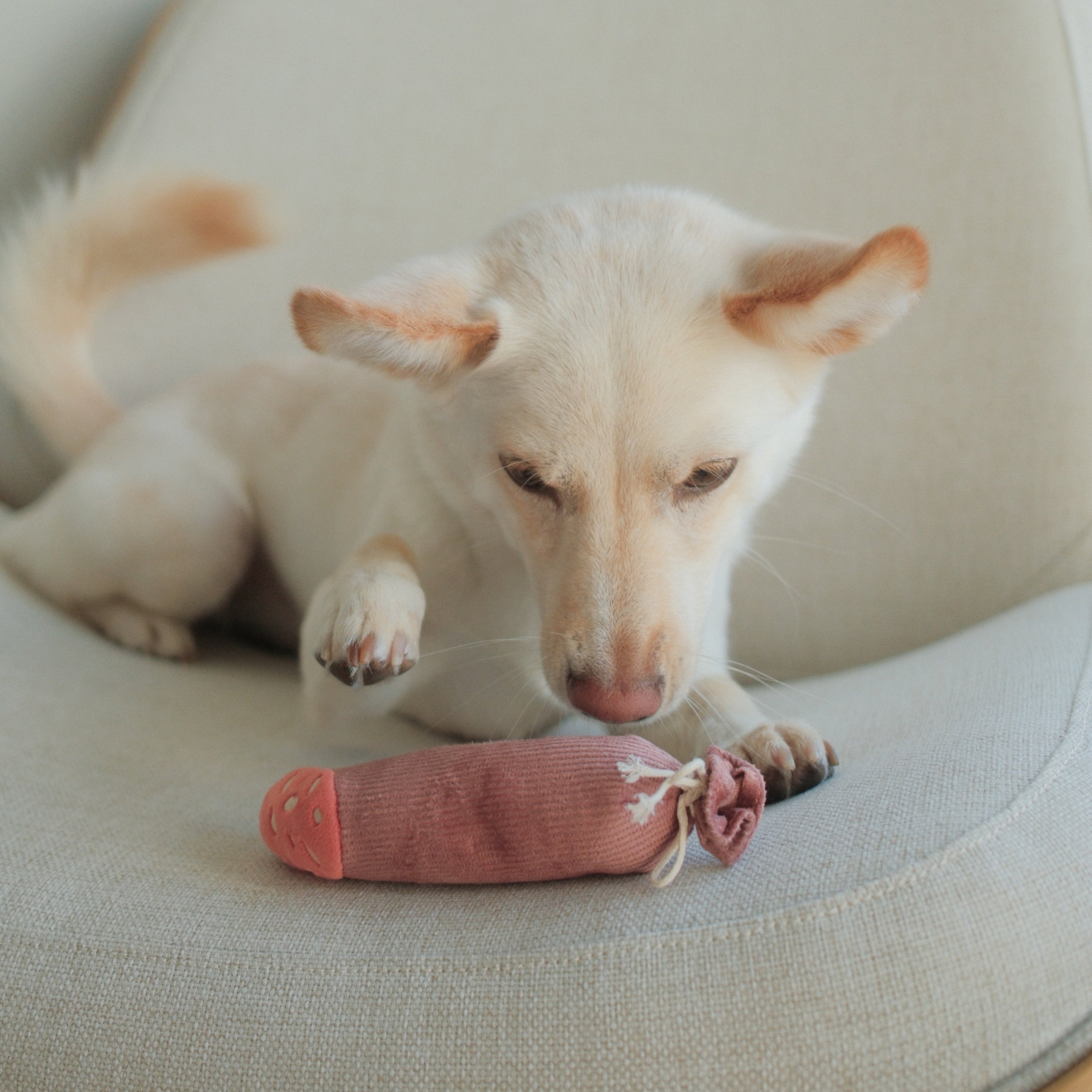 Olive + SALAMI - Lambwolf Collective