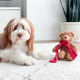MY Teddy